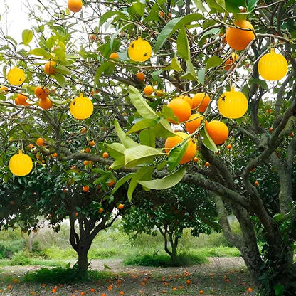 Hanging Fly Trap with Adhesive Layer, Set of 6