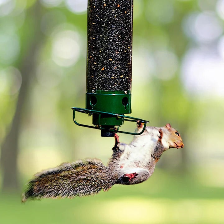 Squirrel-Proof Bird Feeder with Clear Seed Tube